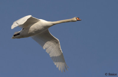 Cygnus olor (Cigno reale) in volo