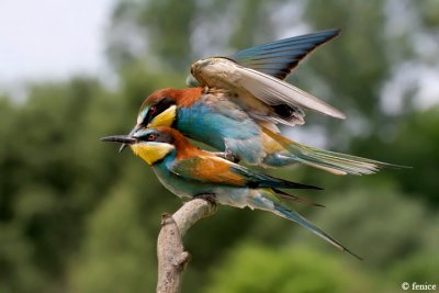 Merops apiaster (Gruccione)