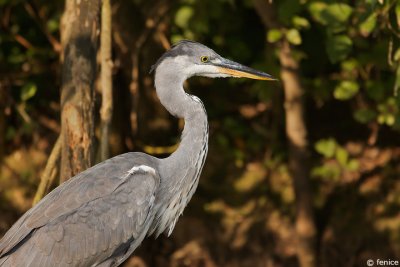 Ardea cinerea (Airone cinerino)