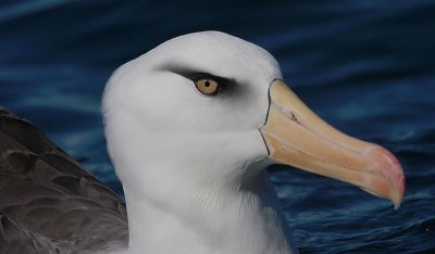 Campbell Black-browed Albatross OZ9W0043