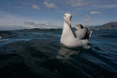 Wandering (Snowy) Albatross adult on water OZ9W0221