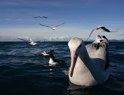 Wandering (Snowy) Albatross adult on water OZ9W9887