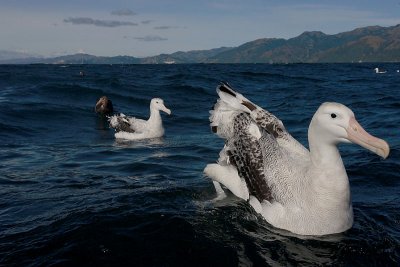 Wandering (Snowy) Albatross adult on water OZ9W9926