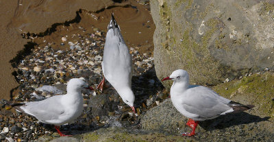 Red-billed Gulls adults OZ9W3976
