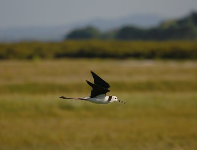 Black-winged Stilt in flight NZ OZ9W5572