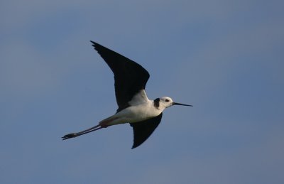 Black-winged Stilt in flight NZ OZ9W5579