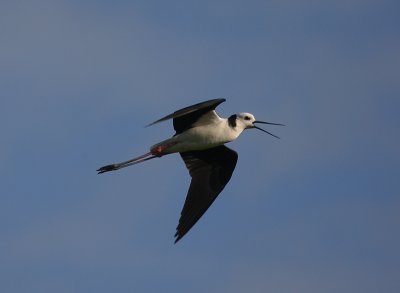 Black-winged Stilt in flight NZ OZ9W5580
