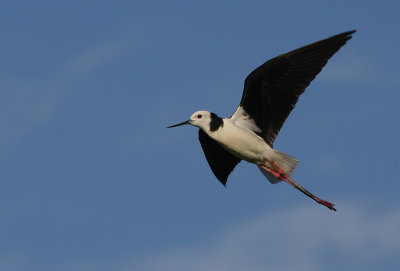 Black-winged Stilt