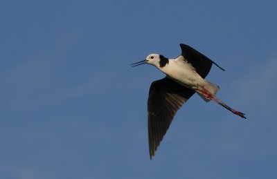 Black-winged Stilt in flight NZ