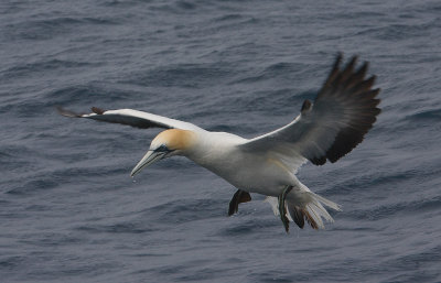 Australasian gannet