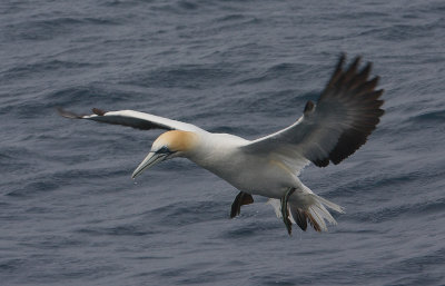 Australasian Gannet OZ9W4872