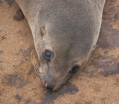Cape Fur Seal female looking