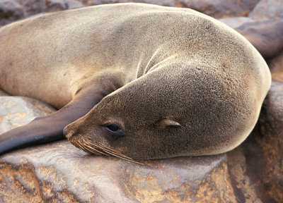 Cape Fur Seal female sleeping
