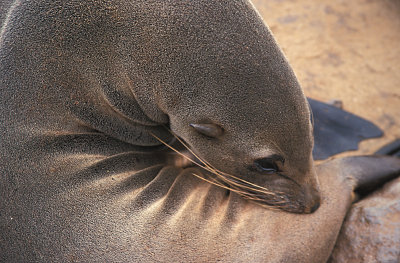 Cape Fur Seal female scratching