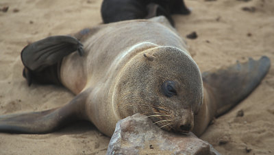 Cape Fur Seal female sleeping