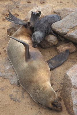 Cape Fur Seal suckling 1