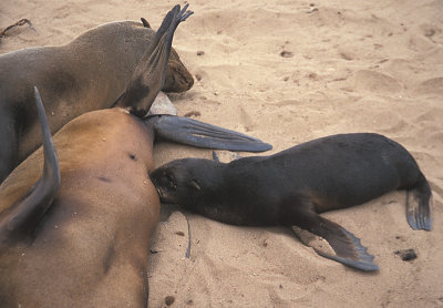 Cape Fur Seal suckling 2