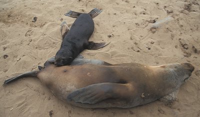 Cape Fur Seal suckling 4