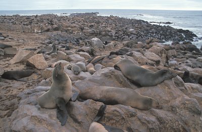 Cape Fur Seal colony 2