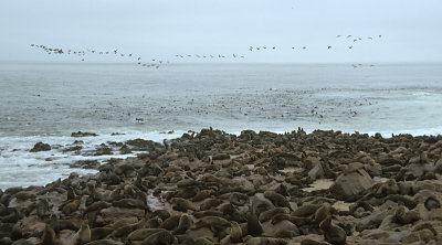 Cape Fur Seal colony 3