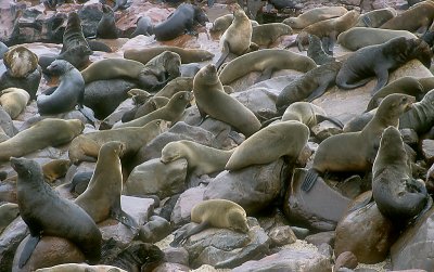 Cape Fur Seal colony Namibia