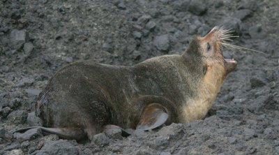  Subantarctic Fur Seal male OZ9W6348