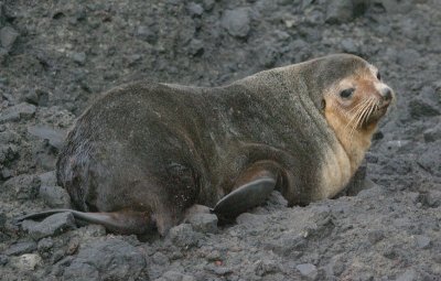 Subantarctic Fur Seal male OZ9W6350