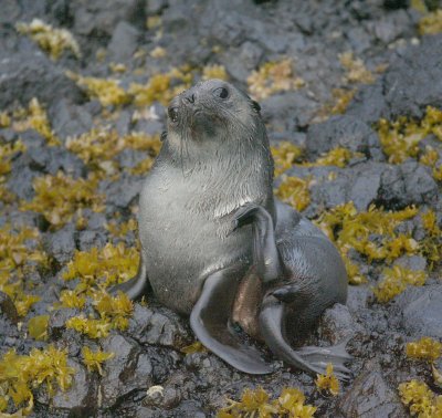 Subantarctic Fur Seal juv OZ9W6410
