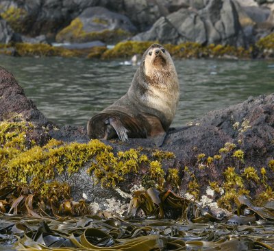 Subantarctic Fur Seal male OZ9W6634