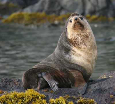 Subantarctic Fur Seal male OZ9W6638