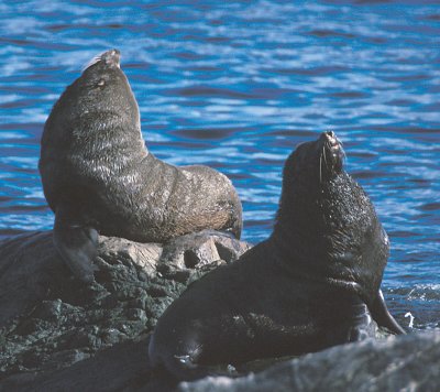 South American Fur Seal males adult
