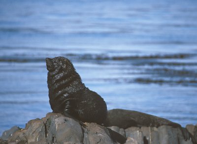 South American Fur Seal