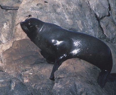 South American Fur Seal immature