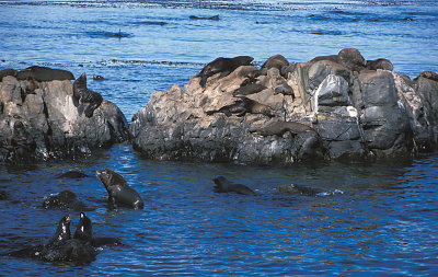 South American Fur Seal
