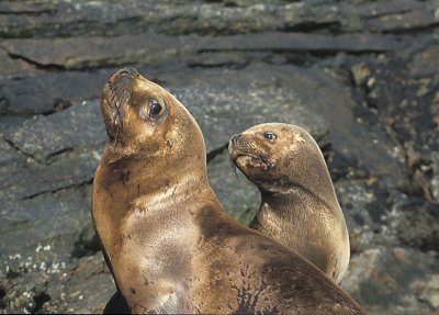 South American Sea Lion males immature Falklands