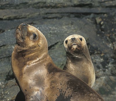 South American Sea Lion males immature 2