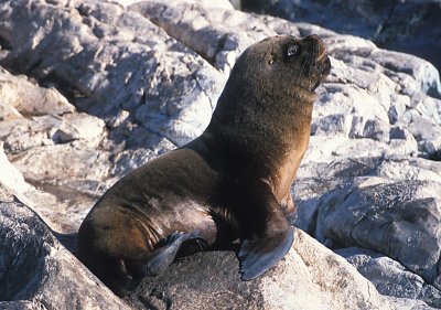 South American Sea Lion male adult 1