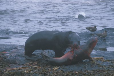 South American Sea Lion male adult 2