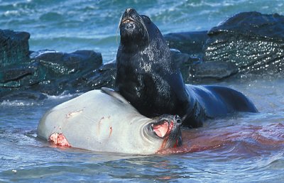South American Sea Lion male adult 5