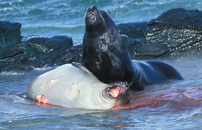 South American Sea Lion male adult 5