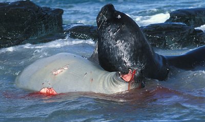 South American Sea Lion male adult 6