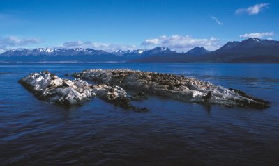 South American Sea Lion colony 1