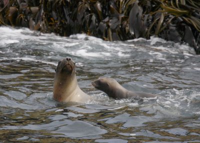Hooker's Sea Lion female with pup OZ9W2042