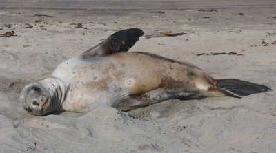 Hooker's Sea Lion female OZ9W2814