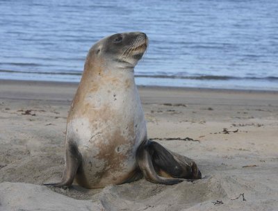 Hooker's Sea Lion female OZ9W2847