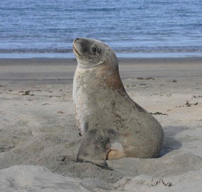 Hooker's Sea Lion female OZ9W2849