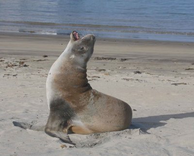 Hooker's Sea Lion female OZ9W2856