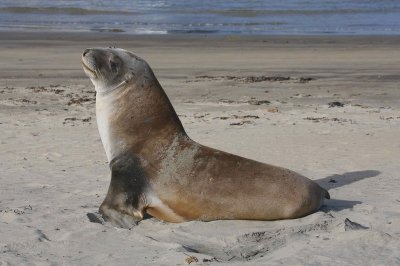 Hooker's Sea Lion female OZ9W2858