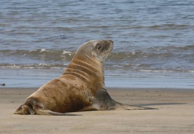 Hooker's Sea Lion female OZ9W2859