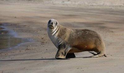 Hooker's Sea Lion female OZ9W2861
